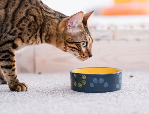 Pet Quality of Life Scale and Daily Diary