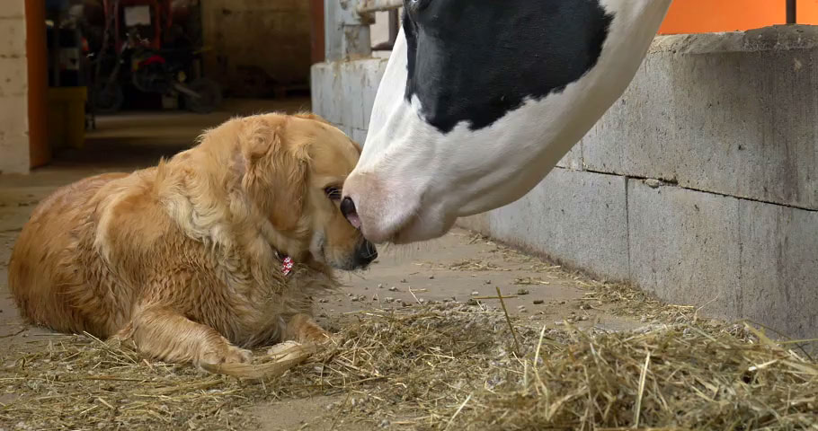 A dog and a cow nose to nose in a barn