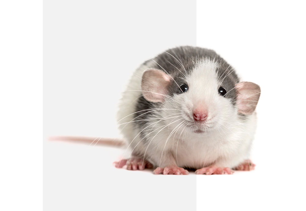 rats_s1_m