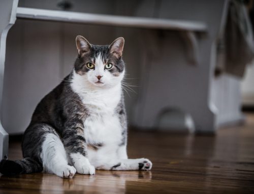 7 Facts Every Pet Owner Needs to Know about Obesity and Weight Management